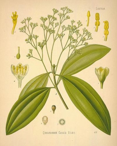 Lacta - Cinnamomum cassia - кассия коричная